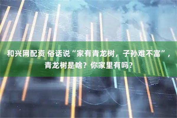 和兴网配资 俗话说“家有青龙树，子孙难不富”，青龙树是啥？你家里有吗？